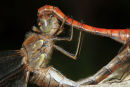 06-9673 Close up of Common Darter (Sympetrum striolatum) Mating.